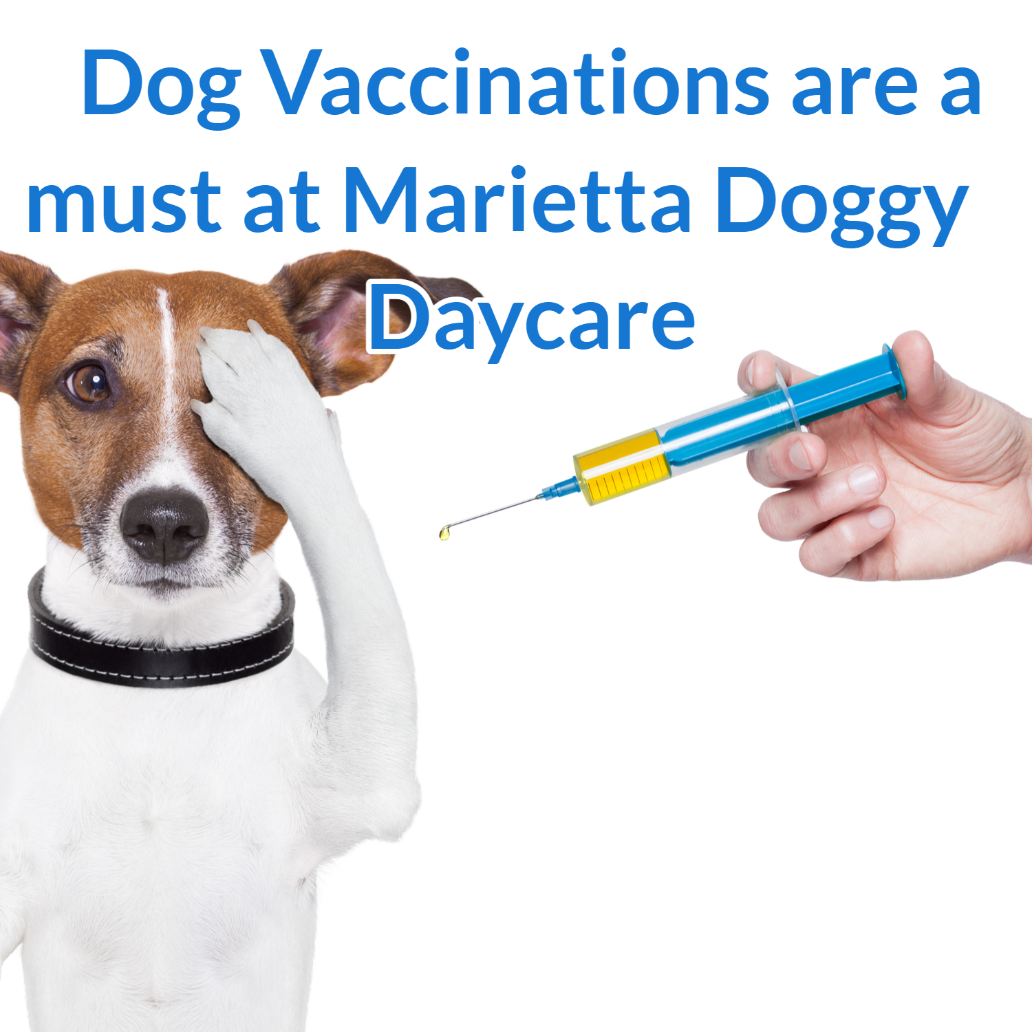 Marietta Doggy Daycare has strict rules for vaccinations and pets