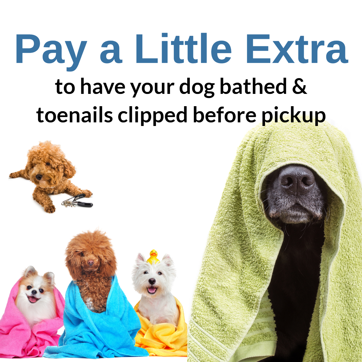 Best Dog Baths in Marietta, GA